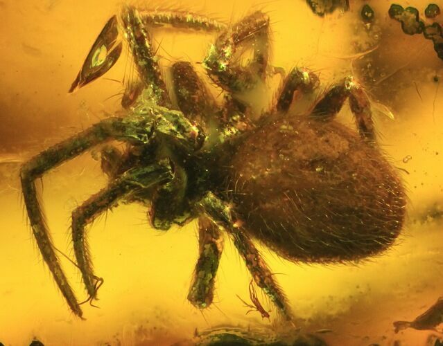 Fossil Spider (Aranea) In Baltic Amber #45130